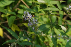 Megachile umbripennis