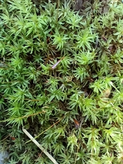 Atrichum undulatum