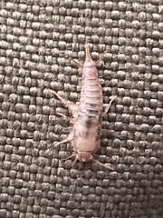 Lepismatidae
