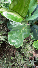 Ficus lyrata