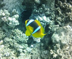 Amphiprion bicinctus