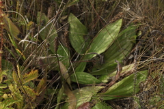Plantago urvillei