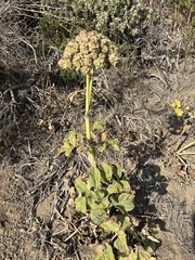 Angelica hendersonii