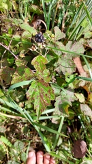 Rubus caesius