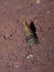 Eulogia ochrifrontella