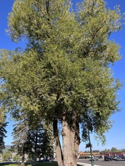 Populus angustifolia