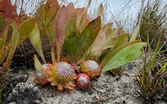Protea acaulos