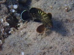 Epinephelus marginatus