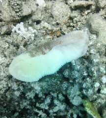 Ctenactis