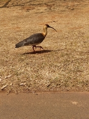 Theristicus caudatus