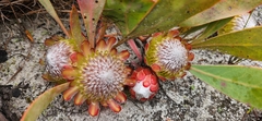 Protea acaulos