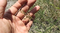 Fimbristylis dichotoma