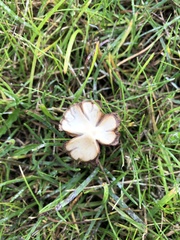 Cuphophyllus virgineus