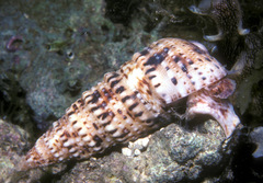 Rhinoclavis sinensis