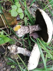 Agaricus xanthodermus