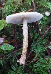 Lepiota magnispora