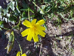 Cichorieae