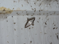 Diaphania hyalinata