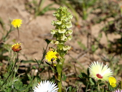 Pterygodium volucris