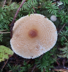 Lepiota magnispora