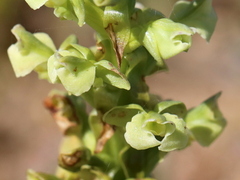 Pterygodium volucris