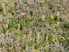 Pterygodium volucris