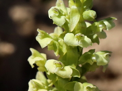 Pterygodium volucris