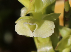 Pterygodium volucris