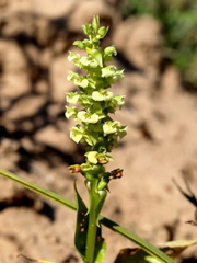 Pterygodium volucris