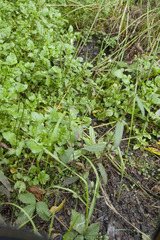 Epilobium parviflorum