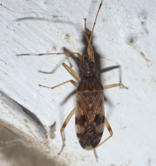 Ozophora picturata