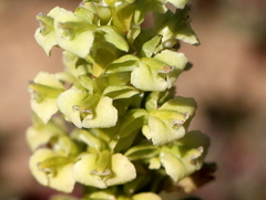 Pterygodium volucris