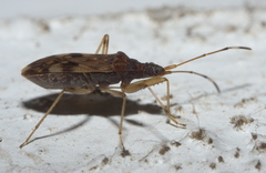 Ozophora picturata