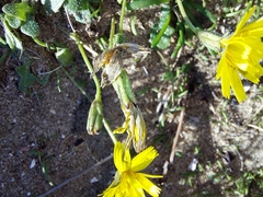 Cichorieae