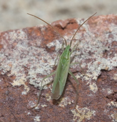 Trigonotylus