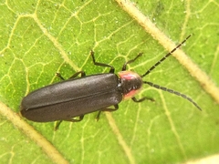 Lampyrinae