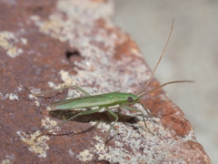 Trigonotylus