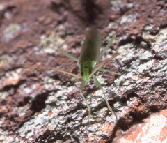 Trigonotylus