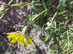 Cichorieae
