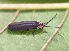 Lampyrinae