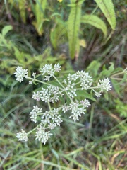 Eupatorium perfoliatum