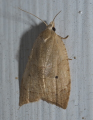 Coelostathma discopunctana