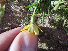 Cichorieae