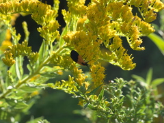 Lycomorpha pholus