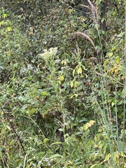 Arnoglossum atriplicifolium
