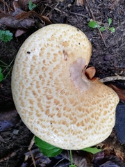 Cerioporus squamosus