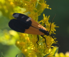 Lycomorpha pholus