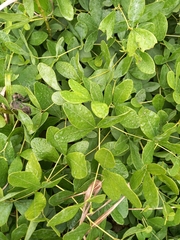 Baptisia alba