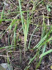 Carex gynandra