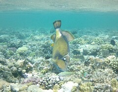 Balistoides viridescens